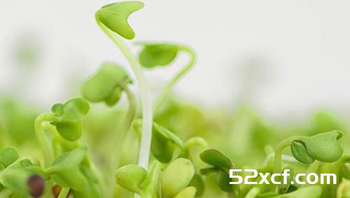 什么菜的排毒效果比绿花椰菜更强？