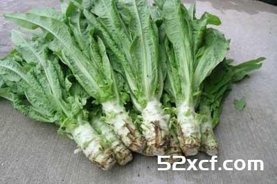莴笋叶子能吃吗？可以食用