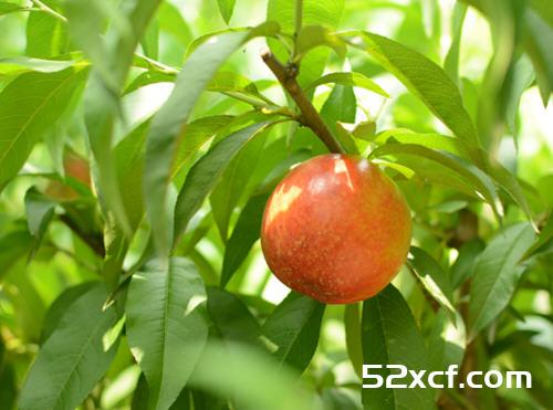 桃子里的虫子是什么虫？吃了桃子里的虫子到肚子里怎么办