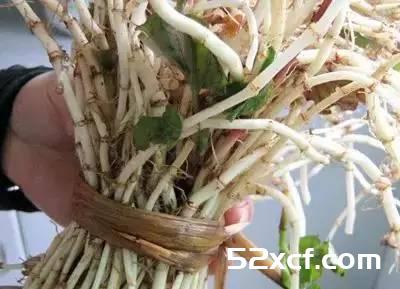 鱼腥草难吃吗？为什么都说折耳根难吃