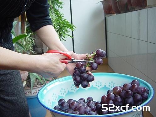 自制红葡萄酒的