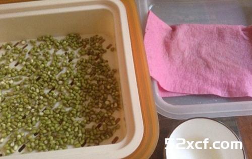 怎样自己发绿豆芽