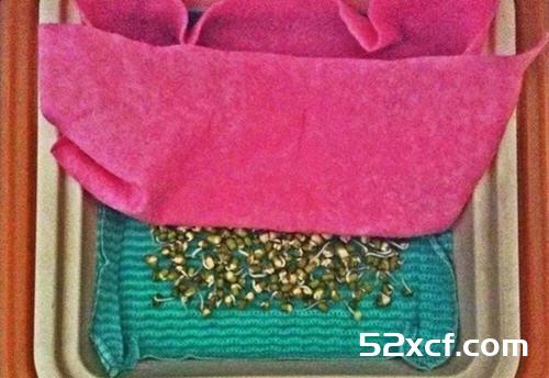 怎样自己发绿豆芽