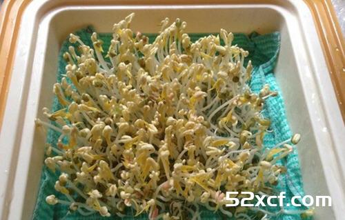 怎样自己发绿豆芽