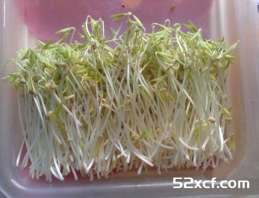 怎样自己发绿豆芽