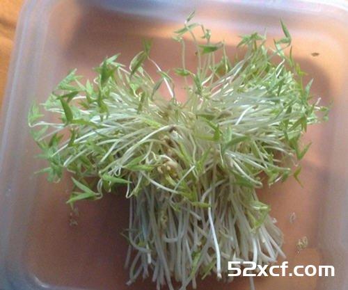 怎样自己发绿豆芽