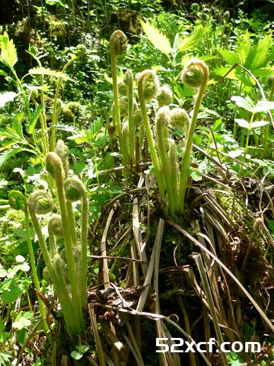 蕨菜图片大全_野生蕨菜图片