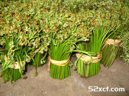 蕨菜图片大全_野生蕨菜图片