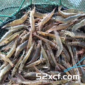 正宗潮汕砂锅粥的做法