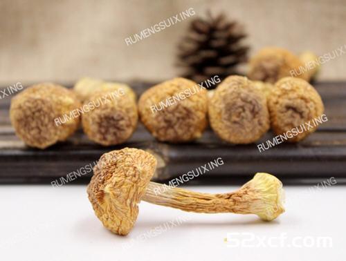 松茸的保存方法,新鲜松茸怎么样保鲜更长久的技巧