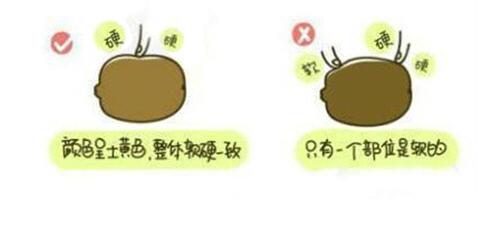 奇异果的挑选方法