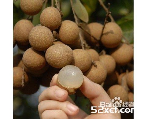 龙眼的挑选方法图解