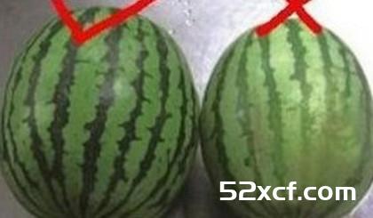 水果贩子教你怎么挑好水果