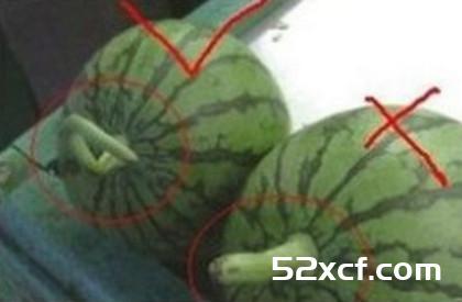 水果贩子教你怎么挑好水果
