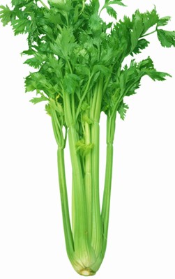 夏季吃什么蔬菜好？多吃瓜类凉性有“杀菌”功效的蔬菜