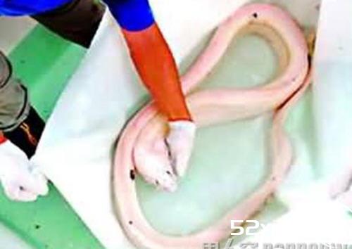 皇带鱼图片大全