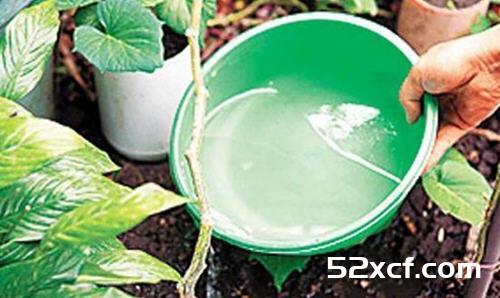 丝瓜水怎么提取？自制丝瓜提取丝瓜水图文教程