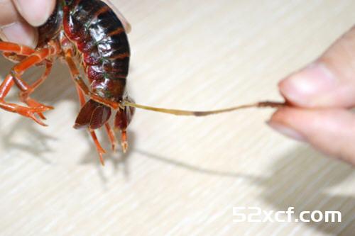 小龙虾的清洗方法图解
