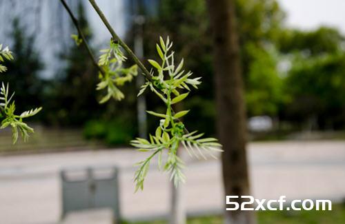 比花椰菜抗癌物多50倍和5种抗老防癌超级食物
