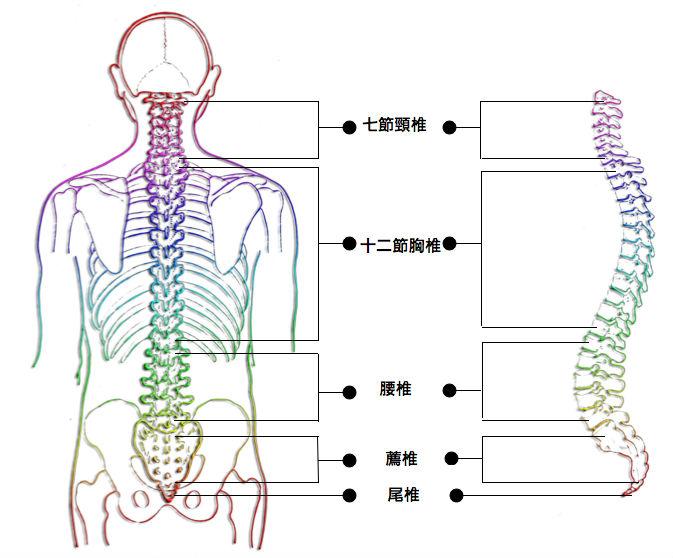 胖肚子是怎么回事