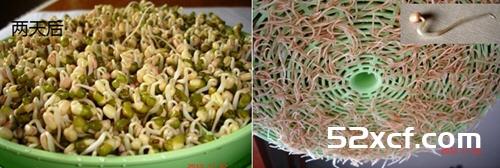 家庭发豆芽菜机如何发豆芽图文教程