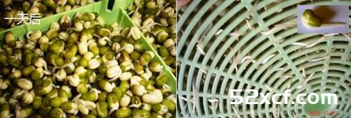 家庭发豆芽菜机如何发豆芽图文教程