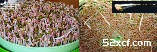 家庭发豆芽菜机如何发豆芽图文教程