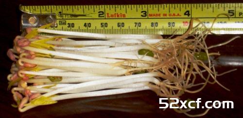 家庭发豆芽菜机如何发豆芽图文教程