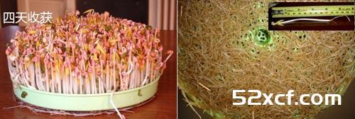 家庭发豆芽菜机如何发豆芽图文教程