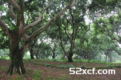 传杨贵妃荔枝保鲜法：刚摘下放进竹筒用湿泥巴封口