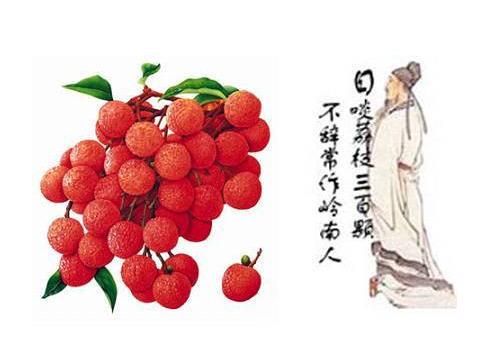 传杨贵妃荔枝保鲜法：刚摘下放进竹筒用湿泥巴封口