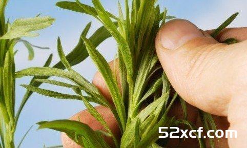 食疗减肥秘诀揭秘20种健康瘦身食物