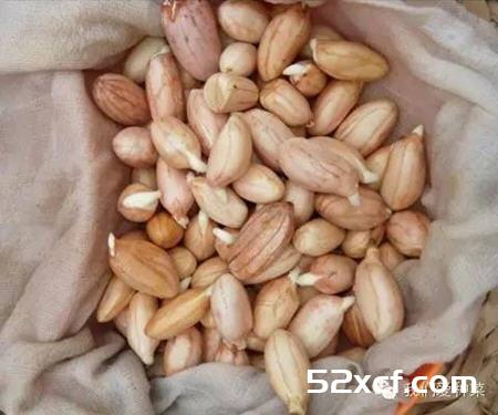 家庭发花生芽的方法图解
