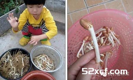 家庭发花生芽的方法图解