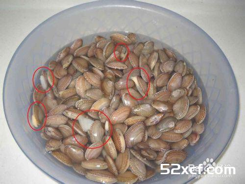 新鲜活花甲挑选方法和技巧图解