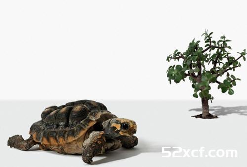 乌龟能吃吗？人为什么不吃乌龟