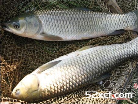 鉴别死鱼是否新鲜的4个小技巧图文教程
