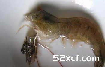 基围虾怎么洗干净？基围虾清洗方法图解