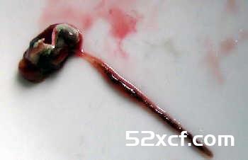 基围虾怎么洗干净？基围虾清洗方法图解