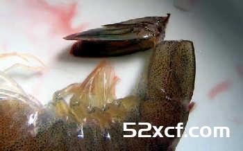 基围虾怎么洗干净？基围虾清洗方法图解