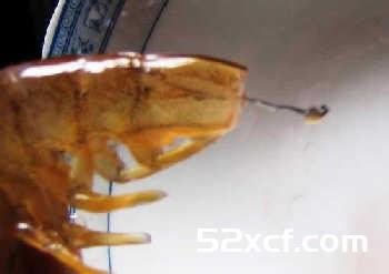 基围虾怎么洗干净？基围虾清洗方法图解