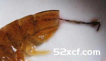 基围虾怎么洗干净？基围虾清洗方法图解