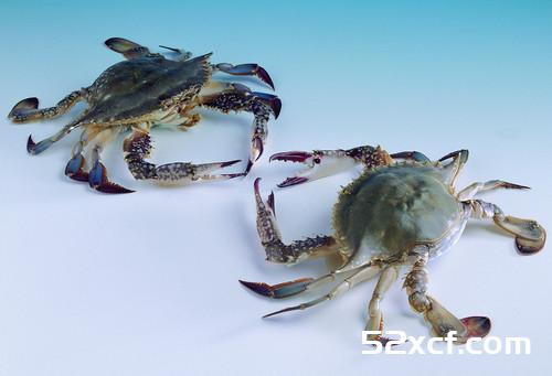 海蟹死了多久不能吃