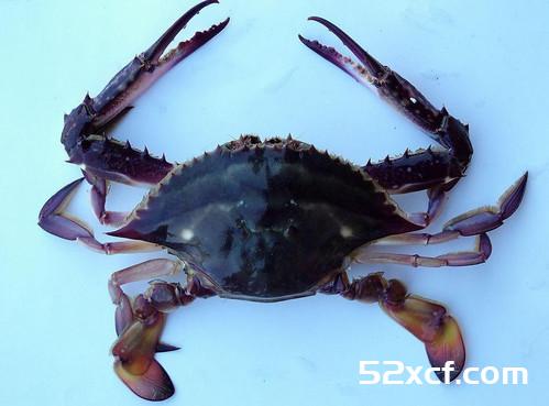 海蟹死了多久不能吃