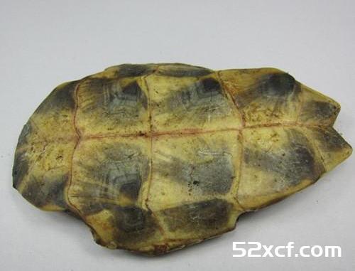 补气血10种最有效的食物