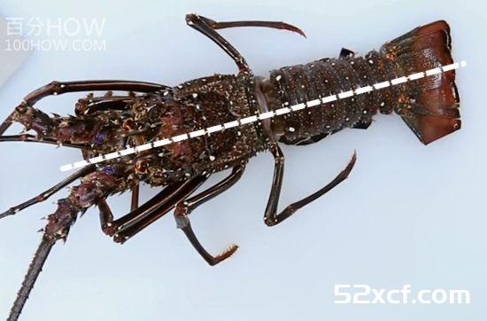 波士顿龙虾怎么处理？波士顿龙虾的清洗方法图解