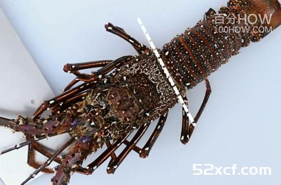 波士顿龙虾怎么处理？波士顿龙虾的清洗方法图解