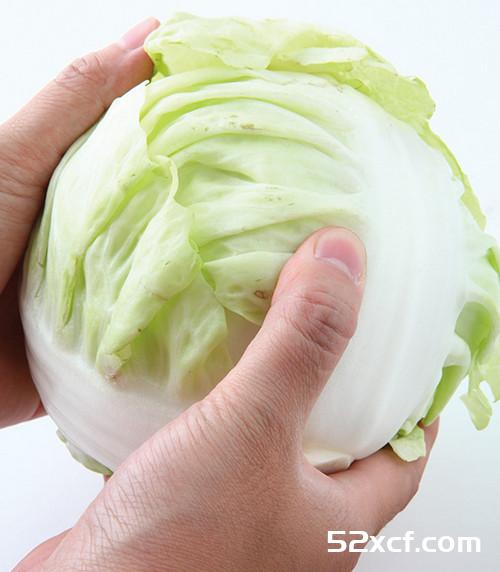 卷心菜的选购技图解