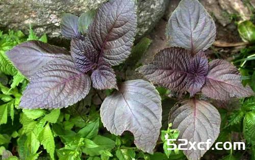 紫苏叶的挑选方法