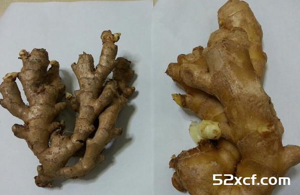 山东毒姜的辨别方法